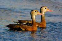 Black-Bellied Whistling Duck