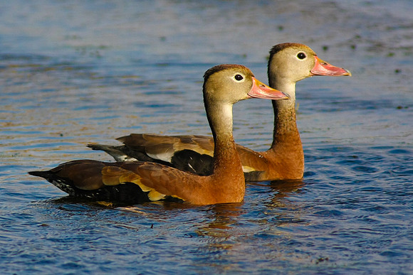 Black-Bellied Whistling Duck