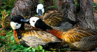 White-Faced Whistling Duck