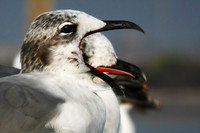 Laughing Gull