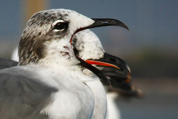 Laughing Gull