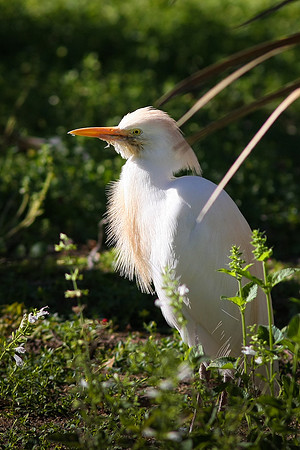 Cattle Egret