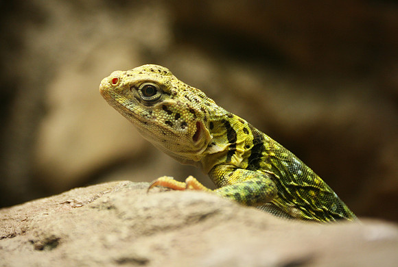 Collared Lizard