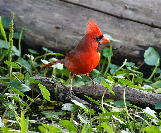 Norhtern Cardinal