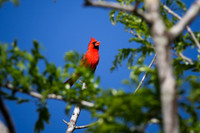 Norhtern Cardinal