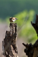 Carolina Wren