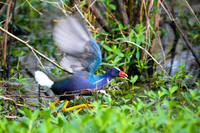 Purple Gallinule