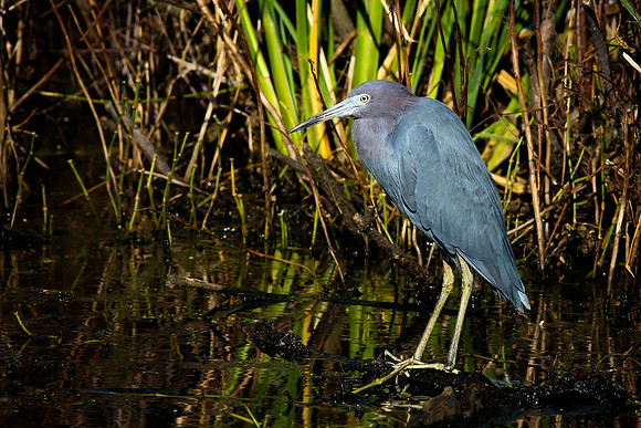 Little Blue Heron