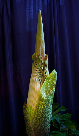 Lois the Corpse Flower