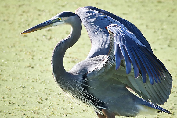 Great Blue Heron