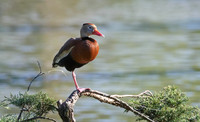 Black-Bellied Whistling Duck