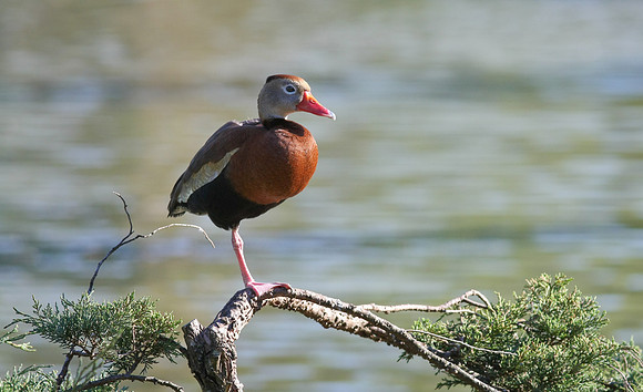 Black-Bellied Whistling Duck