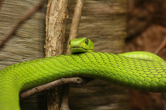 Green Tree Mamba