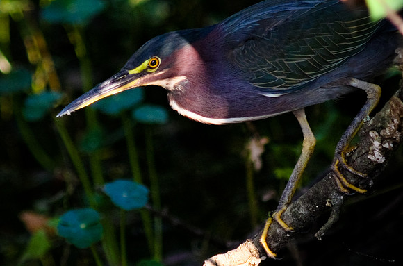Green Heron