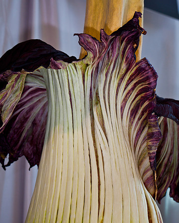 Lois the Corpse Flower