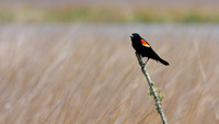 Red-Winged Blackbird